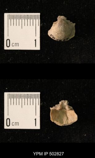 Ambocoelia planoconvexa