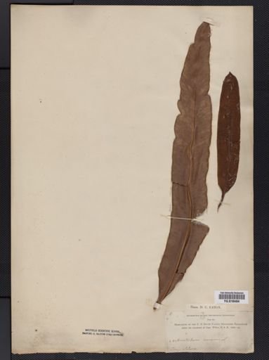 Plantae