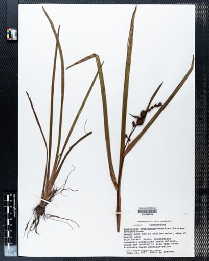 Sparganium americanum