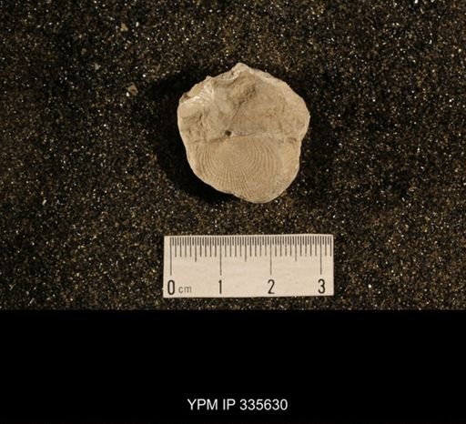 Linoproductus sp.