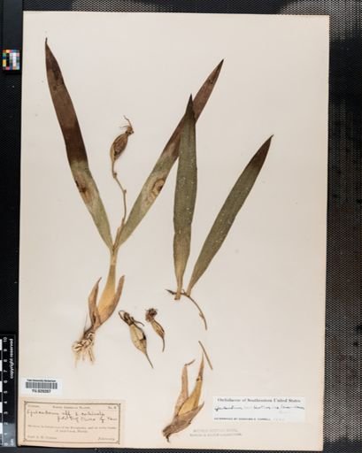 Plantae