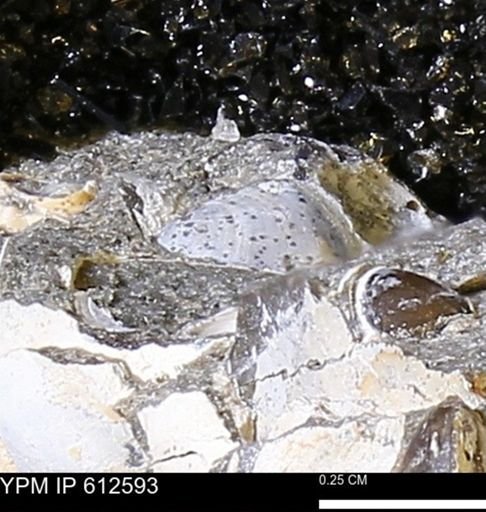 undet. Bivalvia