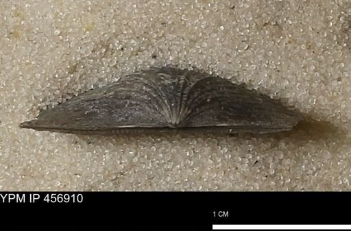 Stropheodonta sp.