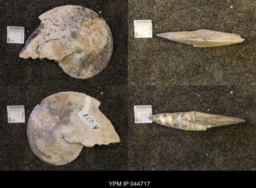 Sphenodiscus lenticularis