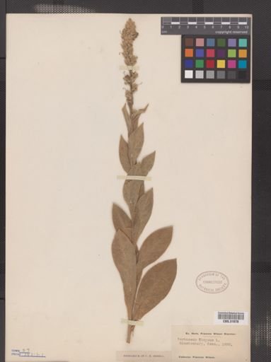 Verbascum thapsus