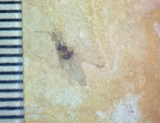 Orthoptera?