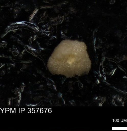 undet. Foraminiferida