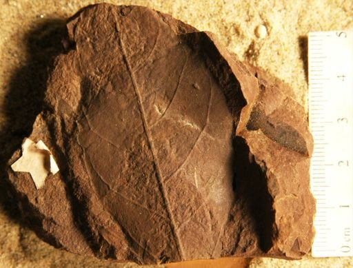 Celastrus veatchii