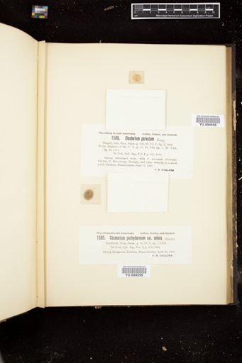 Closterium parvulum