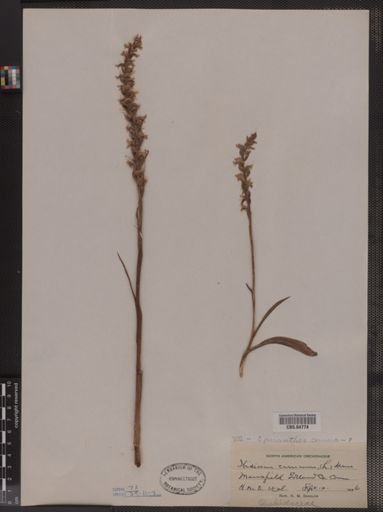 Ibidium cernuum