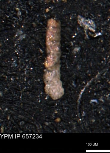 Ammobaculites petilus
