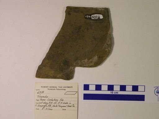 Turseodus