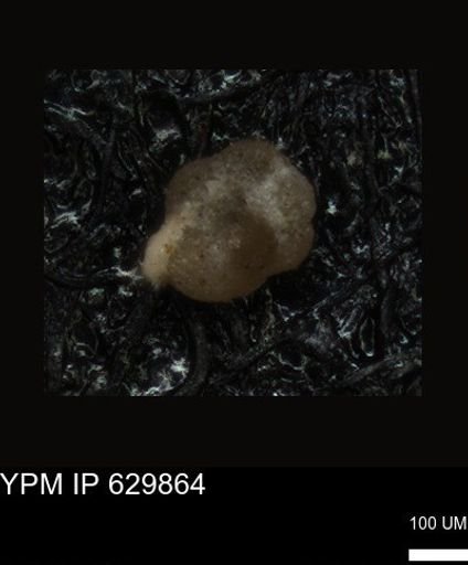 undet. Foraminiferida