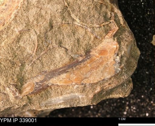undet. Bivalvia