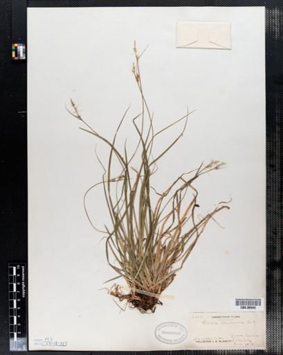 Carex communis