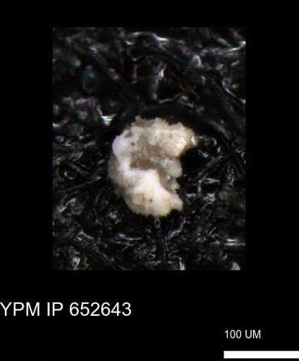 undet. Foraminiferida