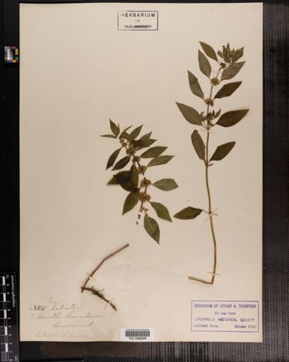 Plantae