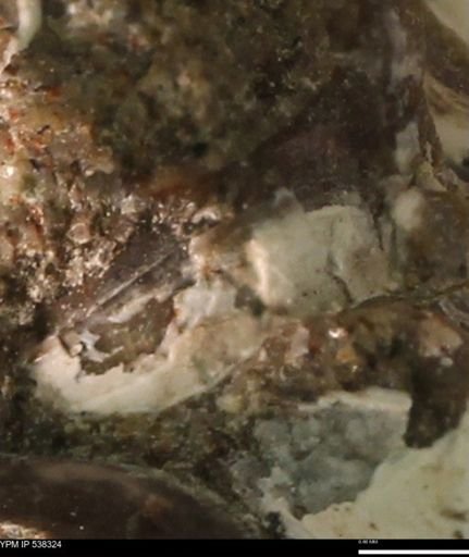 Corbulamella gregaria