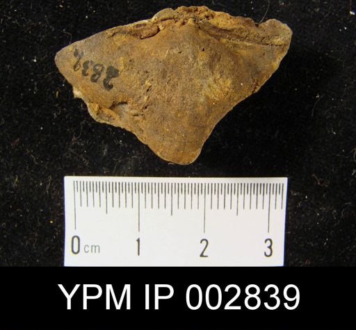 Rhenothyris compressa