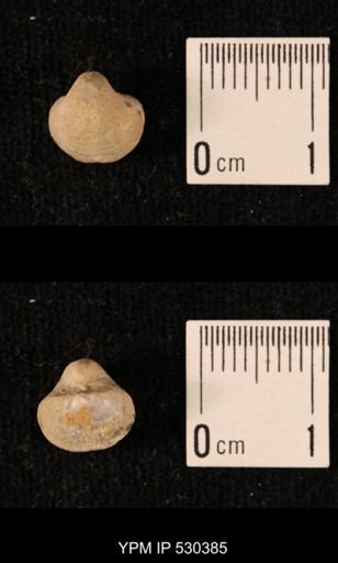 Ambocoelia planoconvexa