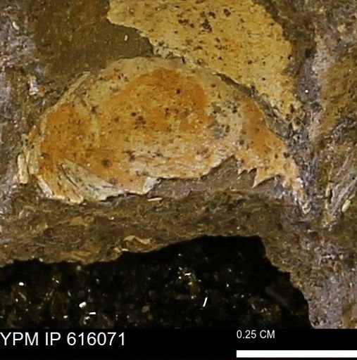 undet. Bivalvia