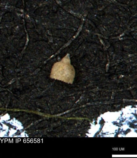 Clathrocyclas (Clathrocyclas) irrasa