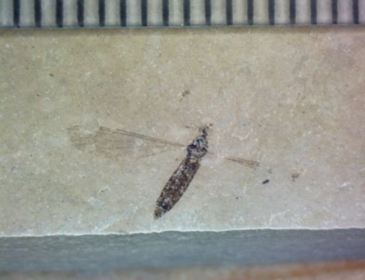 undet. Tipulidae