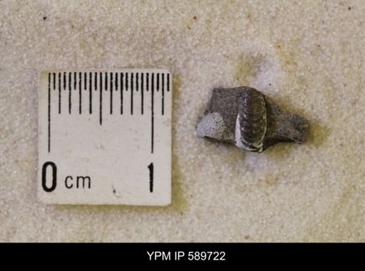 Hoploscaphites nicolletii