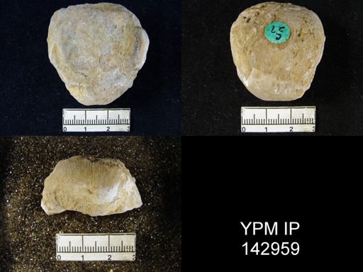 Productus (Linoproductus) lineatus