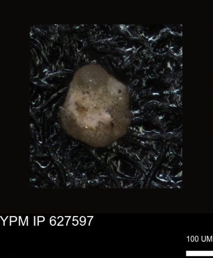 undet. Foraminiferida