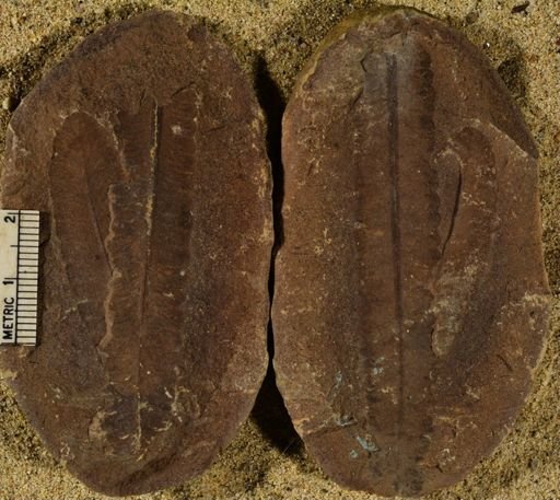 Pecopteris