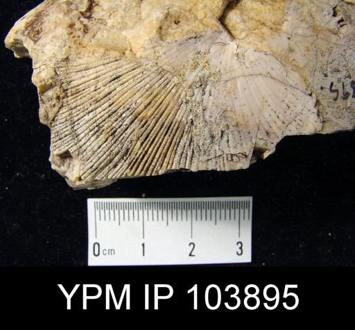 Strophonella cavumbona