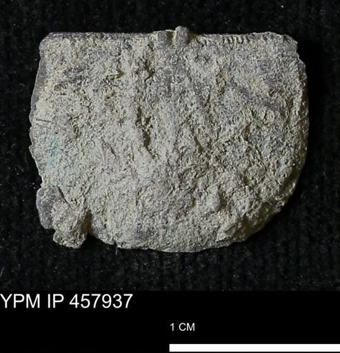 Strophodonta sp.