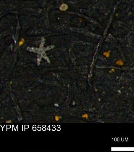undet. Porifera
