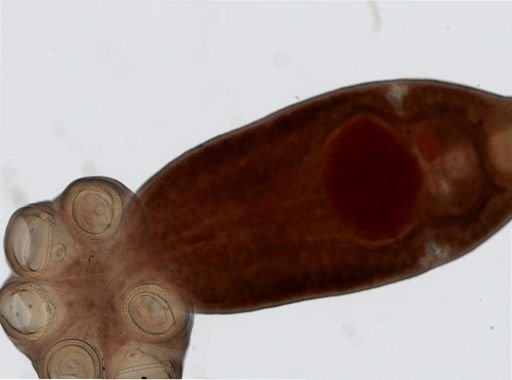 Polystomoides megacotyle