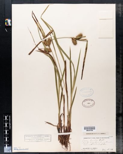 Carex lurida