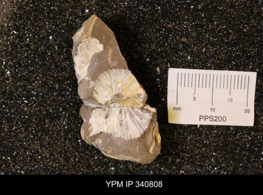 Scaphites sp.