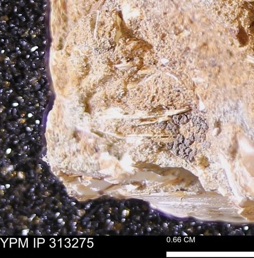 Corbicula