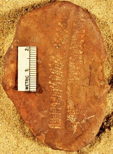 Pecopteris