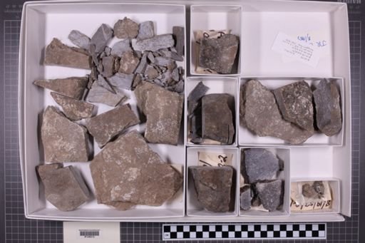 mixed taxa, stratigraphic collection
