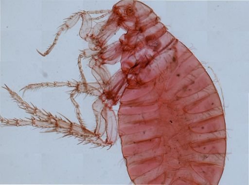 Pulex irritans
