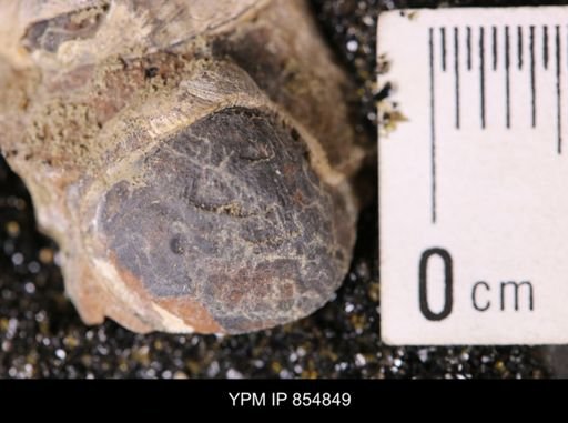 Limopsis striatopunctatus