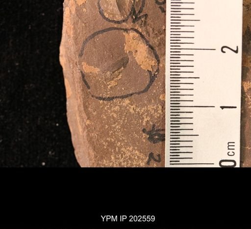 Holcoptera