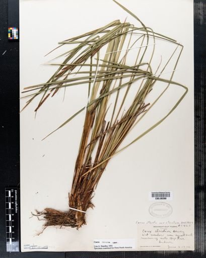 Carex stricta