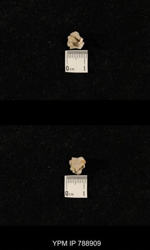 undet. Brachiopoda