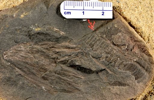 Pecopteris sp.
