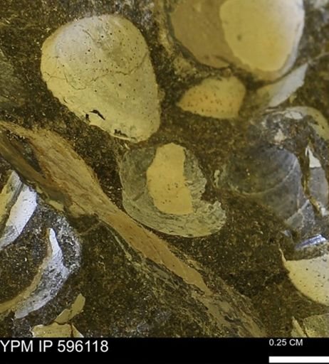 Protocardia?