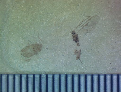 undet. Diptera