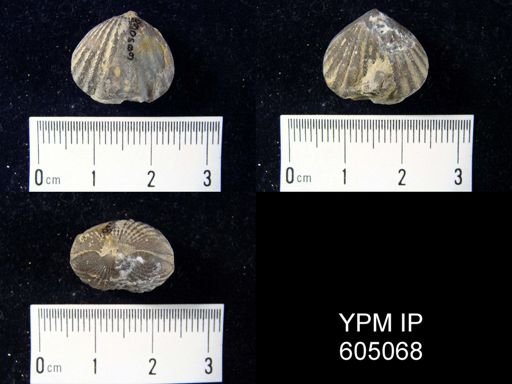 Lepidocyclus capax