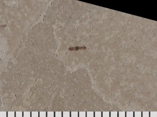 Staphylinidae